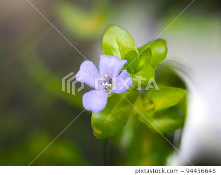 水Bacopa 水Bacopa 94456648