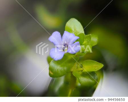 水Bacopa 水Bacopa 94456650