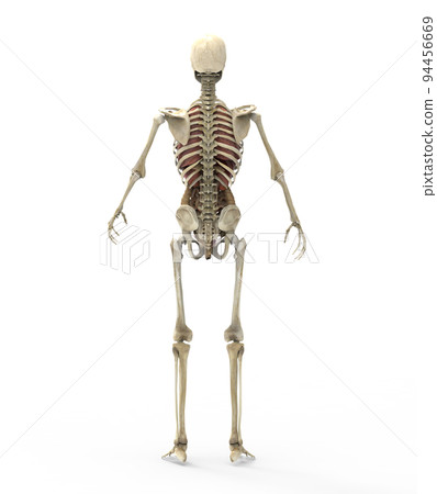 Male human body skeleton and organs 94456669