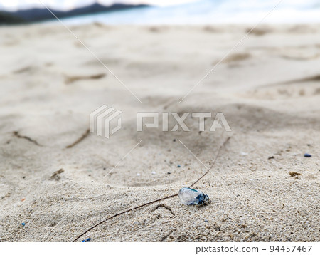 Portuguese man o' war jellyfish 94457467