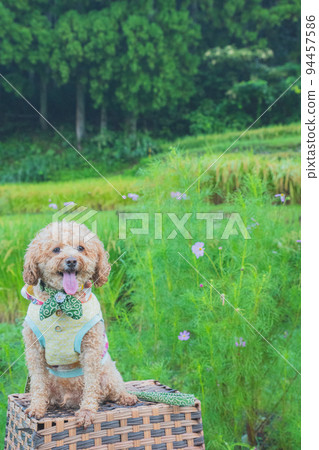 rice field and dog 94457586