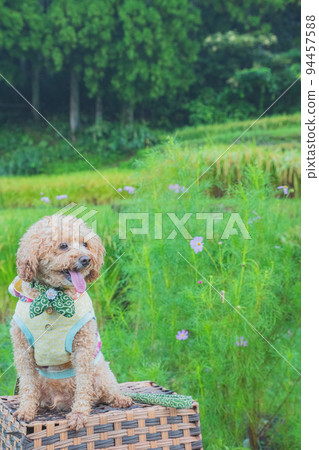 rice field and dog rice field and dog 94457588