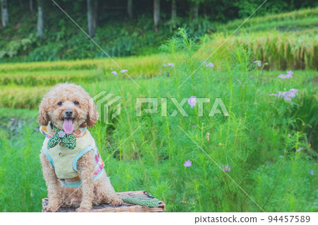 rice field and dog 94457589