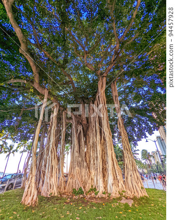 nature and plants in park around waikiki hawaii 94457928