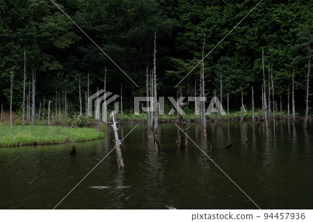 一俁櫻花公園裡游弋的鯉魚和枯樹的景色 94457936
