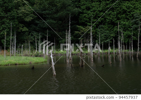 一俁櫻花公園裡游弋的鯉魚和枯樹的景色 一俁櫻花公園裡游弋的鯉魚和枯樹的景色 94457937