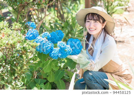 A woman gardening in her garden (hydrangea) 94458125