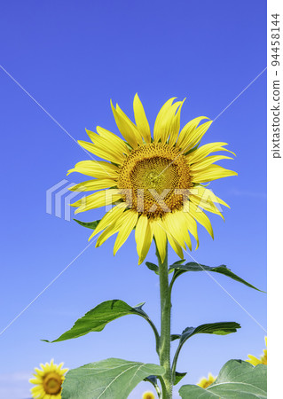 Beautifully blooming sunflowers (Asakura City, Fukuoka Prefecture) Beautifully blooming sunflowers (Asakura City, Fukuoka Prefecture) 94458144