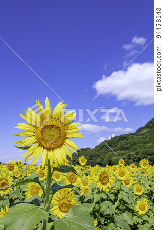 Beautifully blooming sunflowers (Asakura City, Fukuoka Prefecture) 94458148