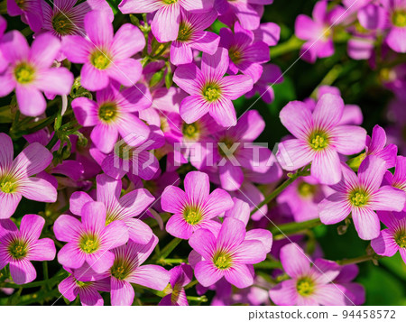Close up shot of Oxalis articulata blossom Close up shot of Oxalis articulata blossom 94458572