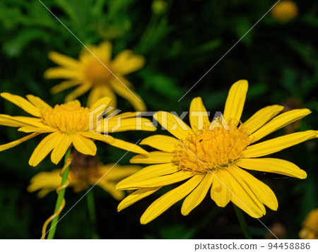 Close up shot of Euryops pectinatus blossom Close up shot of Euryops pectinatus blossom 94458886