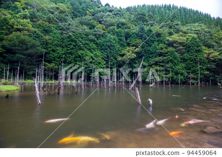 一俁櫻花公園裡游弋的鯉魚和枯樹的景色 94459064