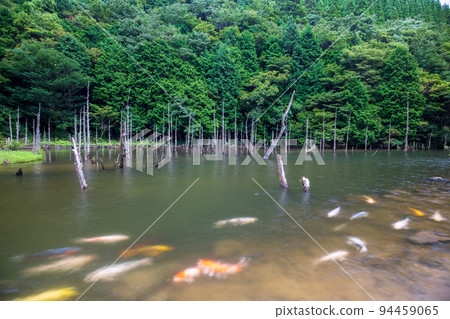 一俁櫻花公園裡游弋的鯉魚和枯樹的景色 94459065