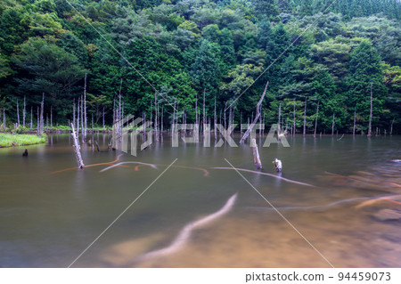 Scenery of carp and dead trees swimming in Ichinomata Sakura Park Scenery of carp and dead trees swimming in Ichinomata Sakura Park 94459073
