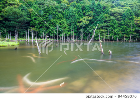 Scenery of carp and dead trees swimming in Ichinomata Sakura Park Scenery of carp and dead trees swimming in Ichinomata Sakura Park 94459076