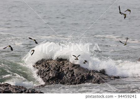 A flock of green pigeons coming to drink seawater (Terugasaki Beach) A flock of green pigeons coming to drink seawater (Terugasaki Beach) 94459241