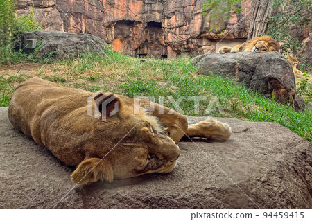 Osaka Tennoji Zoo Sleeping lions Osaka Tennoji Zoo Sleeping lions 94459415