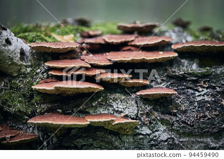 Wild inedible mushroom grows in the forest near Moscow on a tree with moss. Front view. Wild inedible mushroom grows in the forest near Moscow on a tree with moss. Front view. 94459490