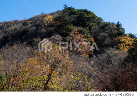 丹波山山谷的秋葉 94459590