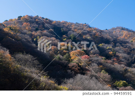 丹波山山谷的秋葉 94459591