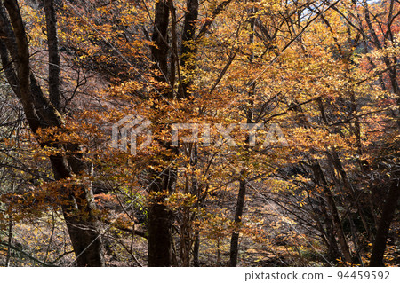 丹波山山谷的秋葉 丹波山山谷的秋葉 94459592