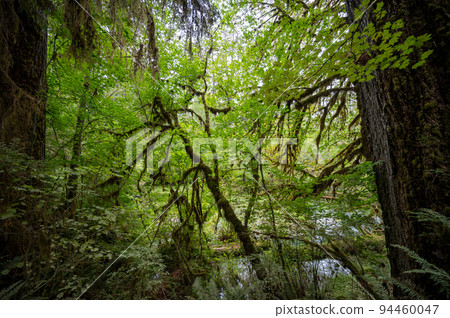 Moss draped trees of Hoh Rain Forest in Olympic National Park, Washington. 94460047