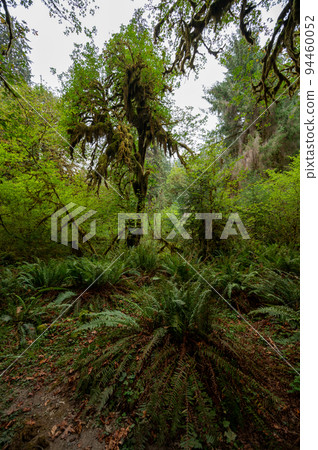 Moss draped trees of Hoh Rain Forest in Olympic National Park, Washington. 94460052