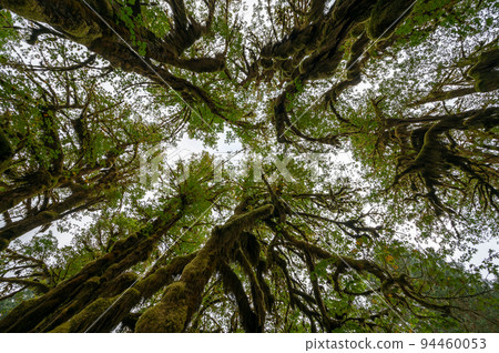 Hoh Rain Forest canopy in Olympic National Park, Washington. 94460053