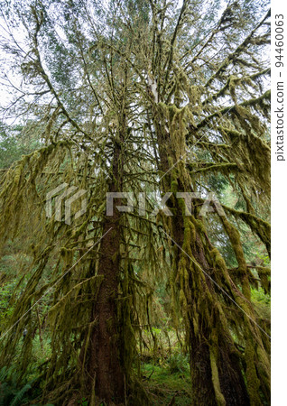 Moss draped trees of Hoh Rain Forest in Olympic National Park, Washington. 94460063