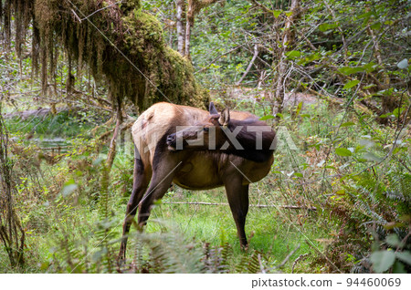 Female elk in Hoh Rain Forest in Olympic National Park, Washington. 94460069