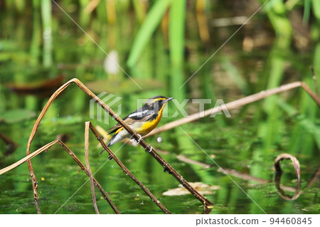 Nagoya City A male flycatcher flies to the pond of Tokurinji Temple on Mount Aioi Nagoya City A male flycatcher flies to the pond of Tokurinji Temple on Mount Aioi 94460845
