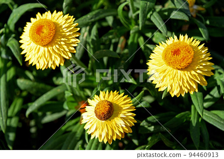Helichrysum (Cororo) 94460913