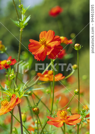 [東京] 預示秋天到來的木花大波斯菊（濱離宮庭園） 94461095
