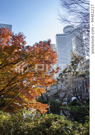 Kioi-cho, Chiyoda-ku, Tokyo, autumn leaves in Shimizudani Park 94461217