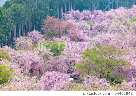 Takami-no-Sato Thousand Weeping Cherry Trees Smoked by Spring Rain 94461948