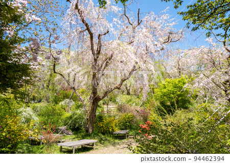 Kyoto Kitayama Haradanien Cherry Blossoms 94462394