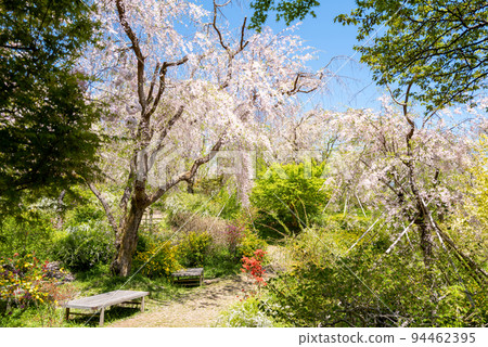 Kyoto Kitayama Haradanien Cherry Blossoms 94462395