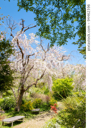 京都北山原田園櫻花 94462396