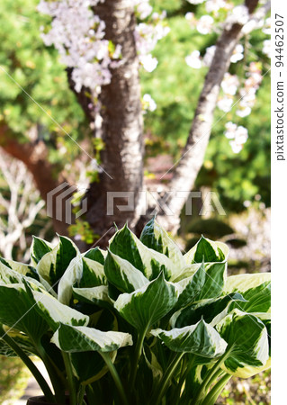 hosta and cherry hosta and cherry 94462507