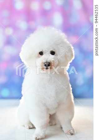 White dog posing in front of ball bokeh background White dog posing in front of ball bokeh background 94462535
