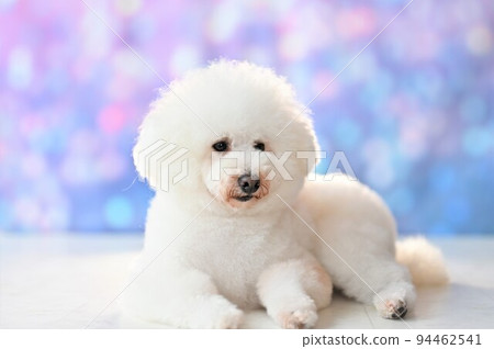 White dog posing in front of ball bokeh background 94462541