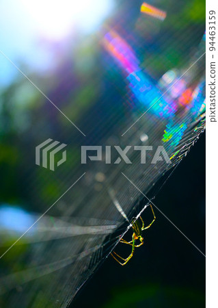 Beautiful iridescent spider webs and spiders in the autumn sun 94463159