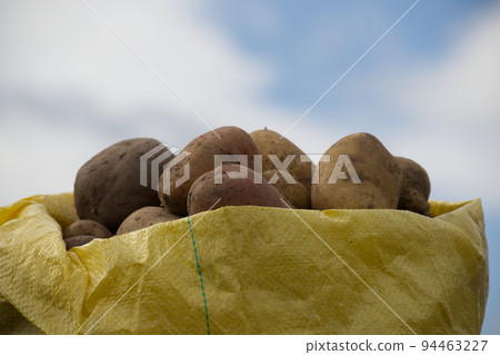 Newly dug or harvested potatoes in sack 94463227