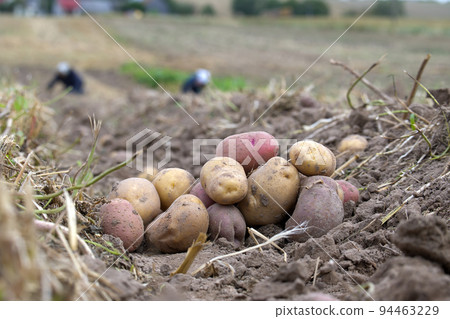 Heap of newly dug or harvested potatoes Heap of newly dug or harvested potatoes 94463229