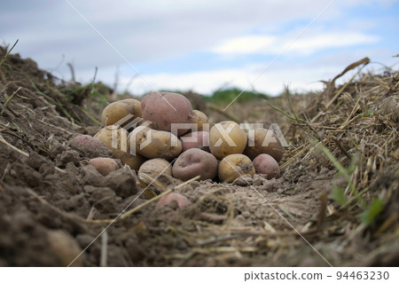 Pile of newly harvested multicolored potatoes Pile of newly harvested multicolored potatoes 94463230
