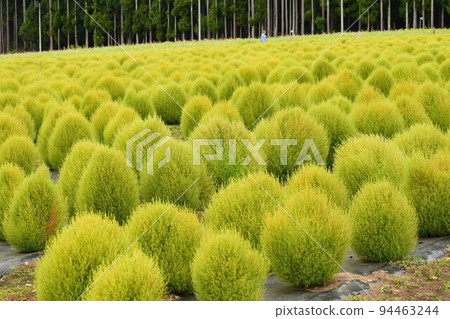 地膚（笤帚草、笤帚樹）[福島縣山郡豬苗代町豬苗代藥草園] 94463244