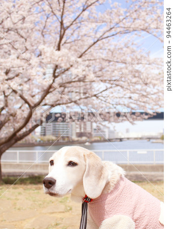 Cherry and beagle dog Cherry and beagle dog 94463264