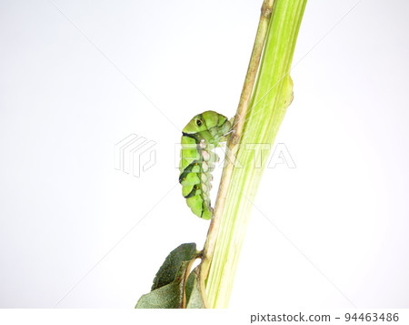 Caterpillar caterpillar larva swallowtail swallowtail prepupa 94463486