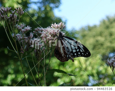 chestnut tiger butterfly butterfly chestnut tiger butterfly butterfly 94463516