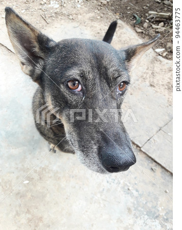 Close-up of the head and face of a black and brown shorthair dog, Eye booger in eyes of puppy Close-up of the head and face of a black and brown shorthair dog, Eye booger in eyes of puppy 94463775
